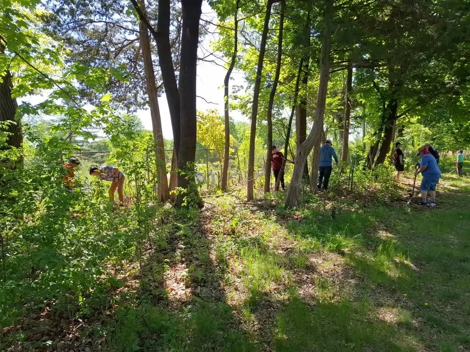 Cutting Buckthorn at the Sanctuary
