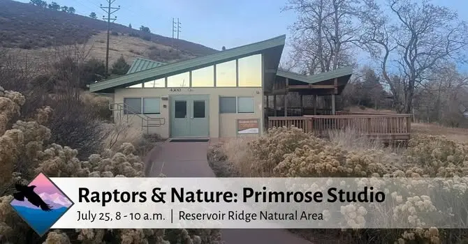 Raptors & Nature: Primrose Studio