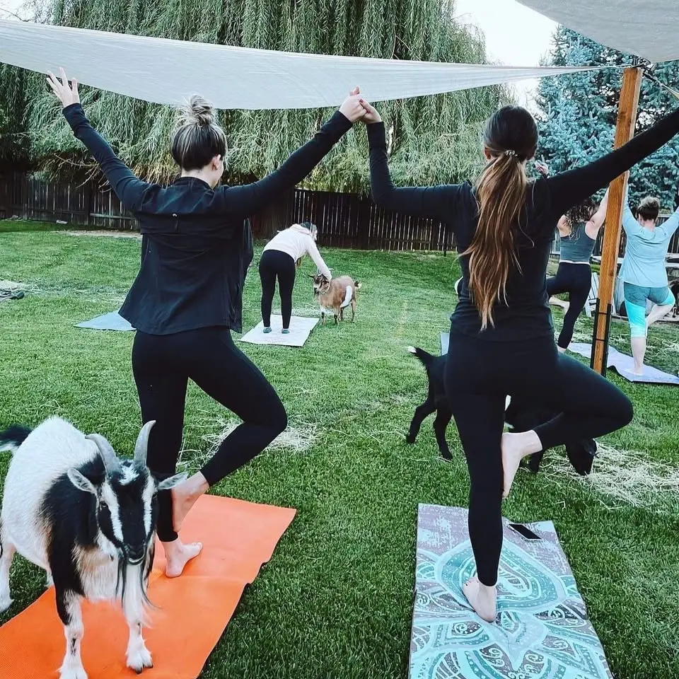 Goat Yoga 