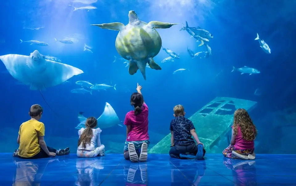 Sleeping with Sharks at the Aquarium 