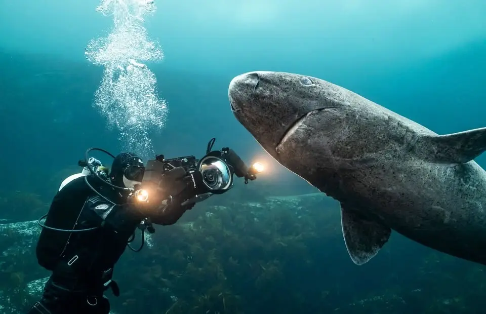 Invigning av utställningen Sharks, Camera, Action!