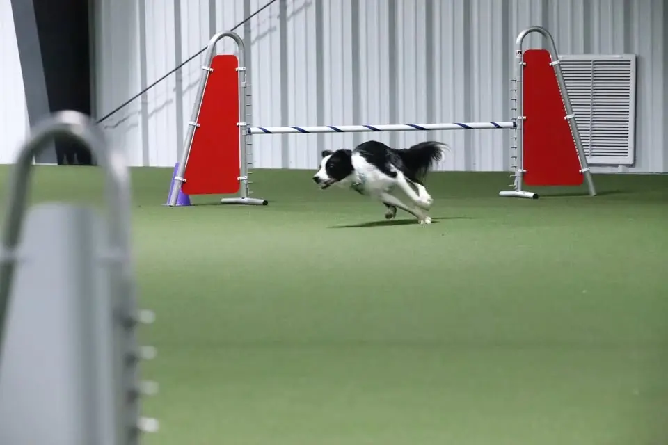 AKC August Agility Trial - Dog Days of Summer
