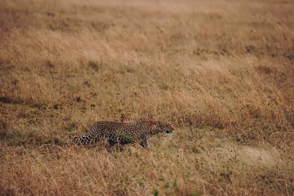 Tanzania Safari 