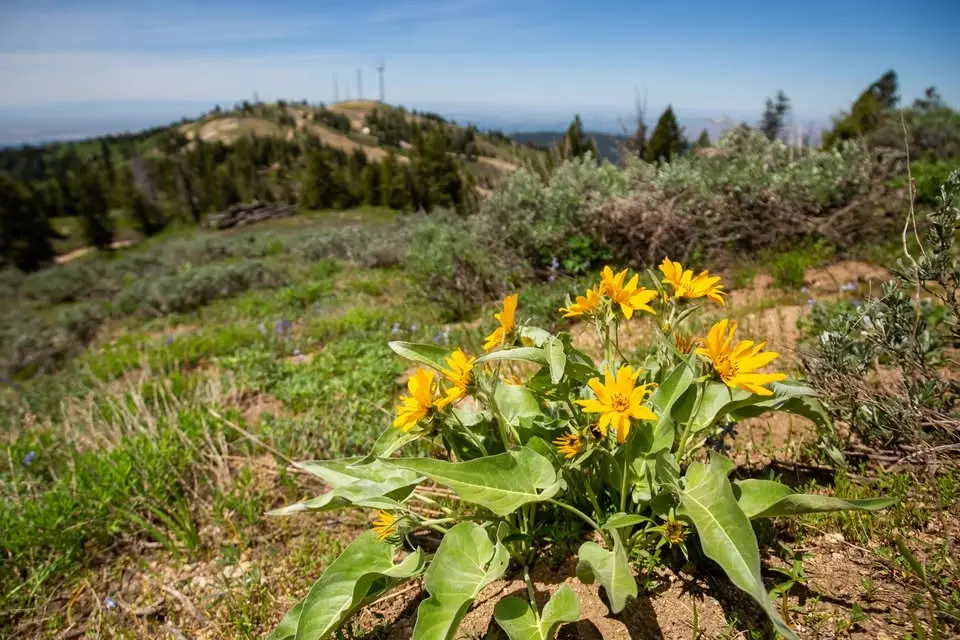 Guided Nature Program – Wildflowers 