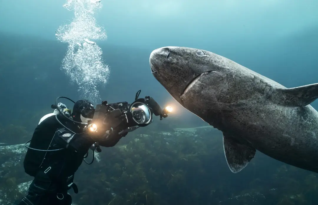 Sharks, Camera, Action!