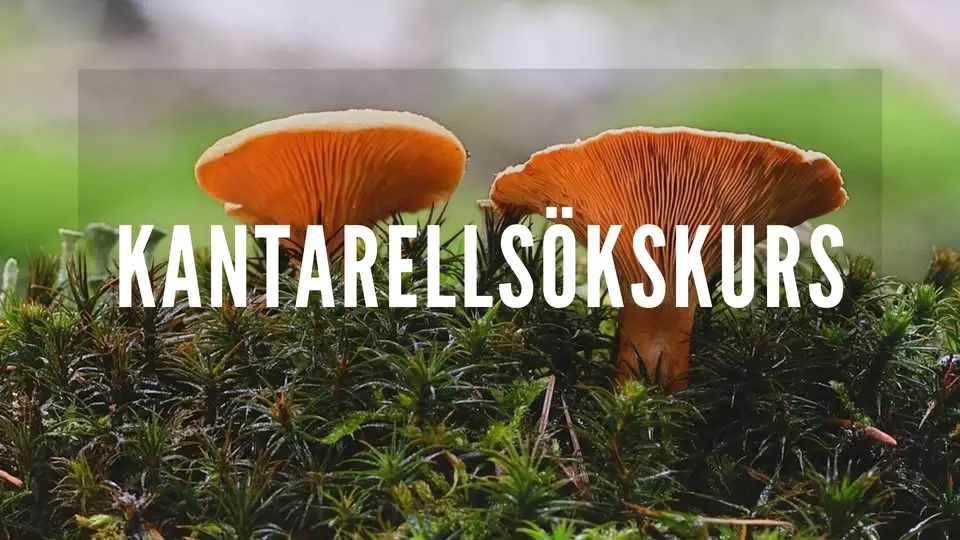 Kantarellsökskurs