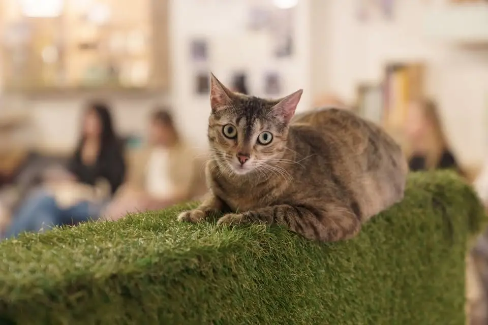 🐱 Quiero quererte bien 🐾❤️🐈 (Domingo 28 de junio de 16:00h a 18:30h)