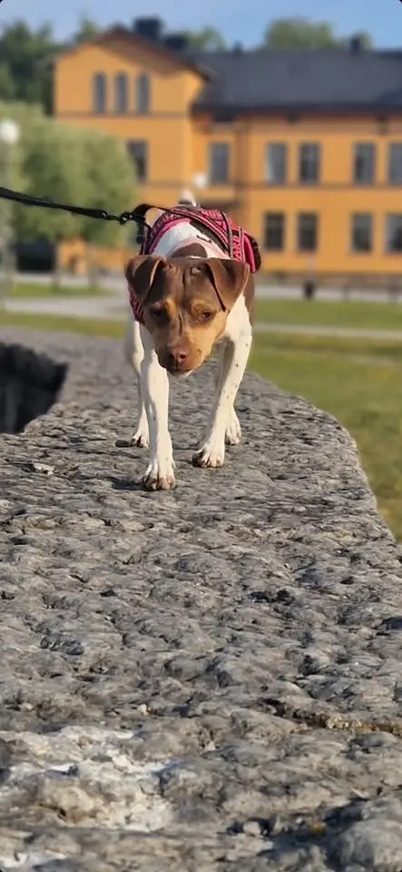 DogParkour promenad! Torsdag den 16/7