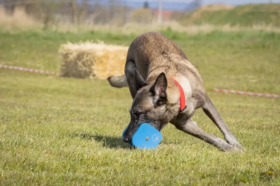 Trening Obedience z Klaudią Szymańską 