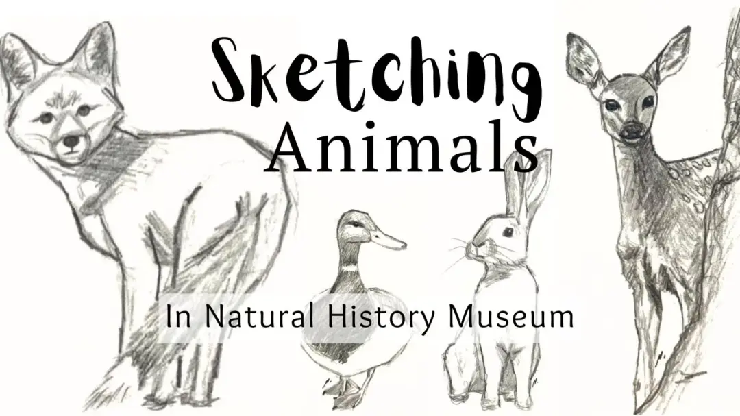 Animal for Beginners