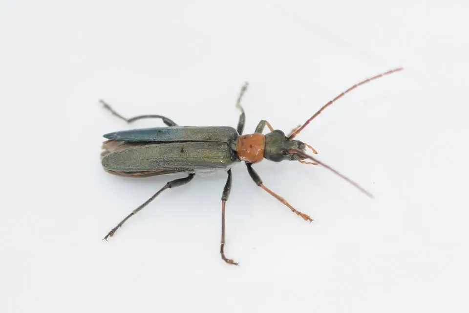 Baggträff: Olikfotade skalbaggar (Tenebrionoidea)
