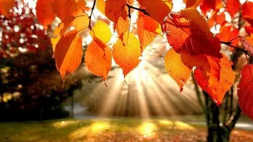 AUTUMN WIFF 19 sept 