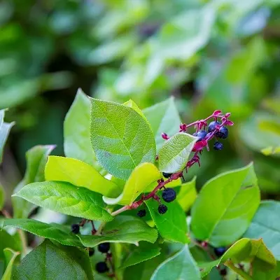 Native Plants 101: Field Identification (in-person)