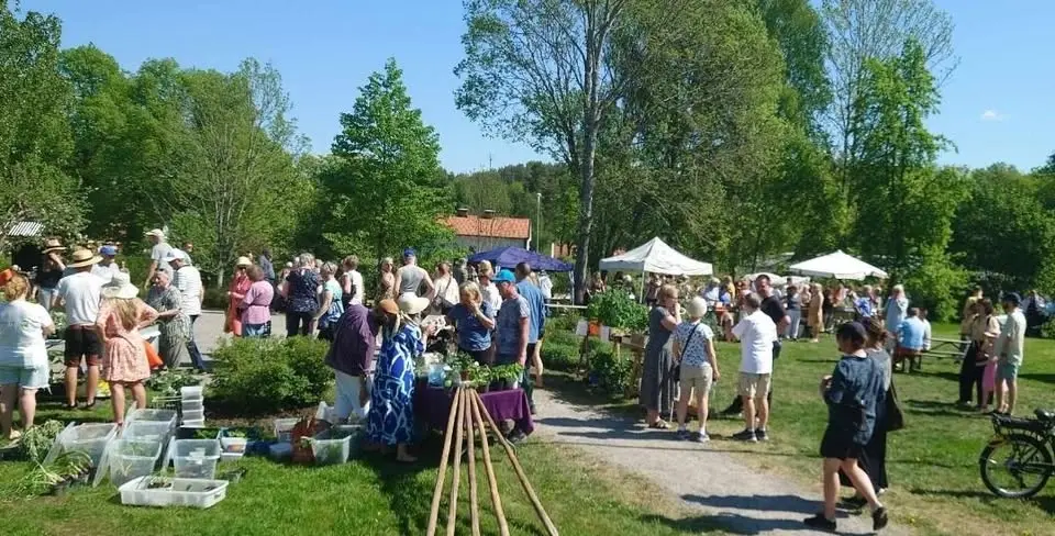 Växtmarknad Rosenforsparken