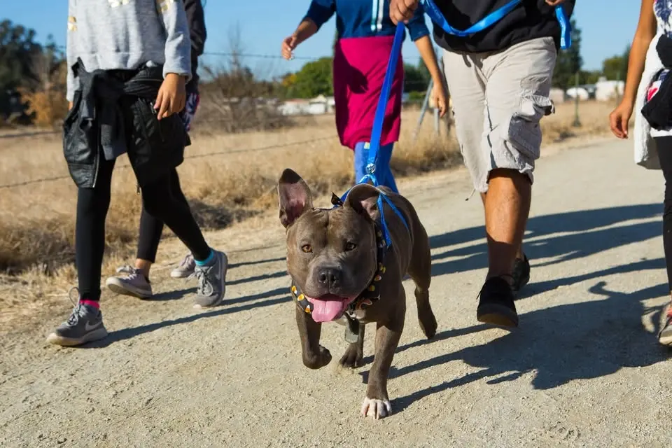 Bully BOO! Walk 2026