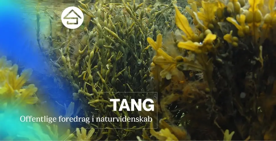 Tang // Studenterhus Odense