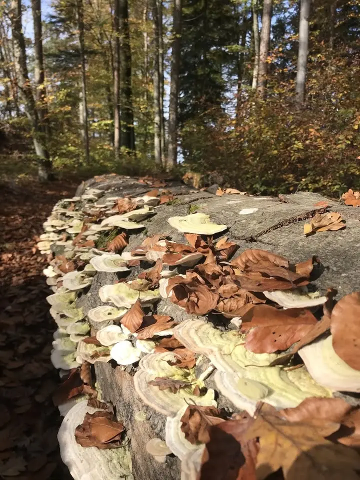 Pilzwanderung (Pfarrkirchen)