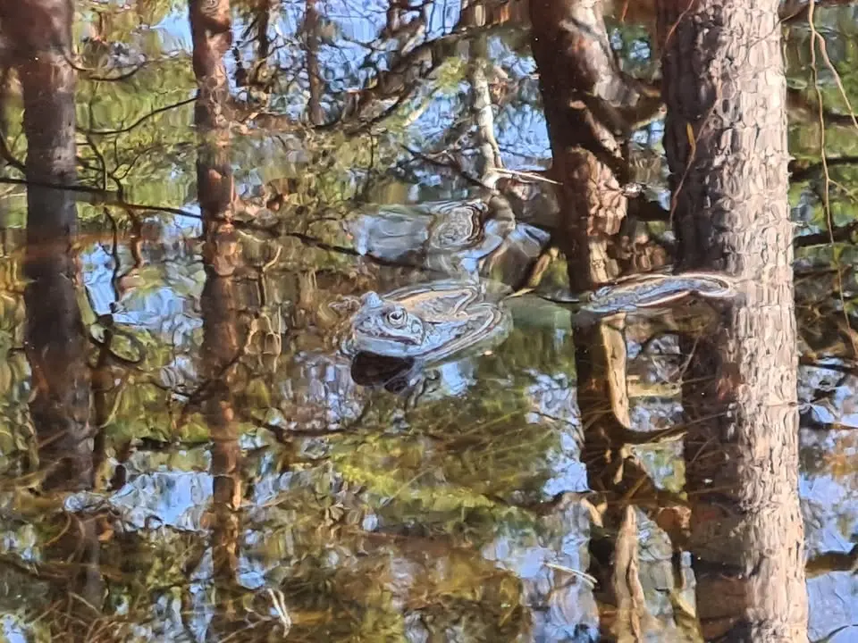 Grod- och skogsvandring