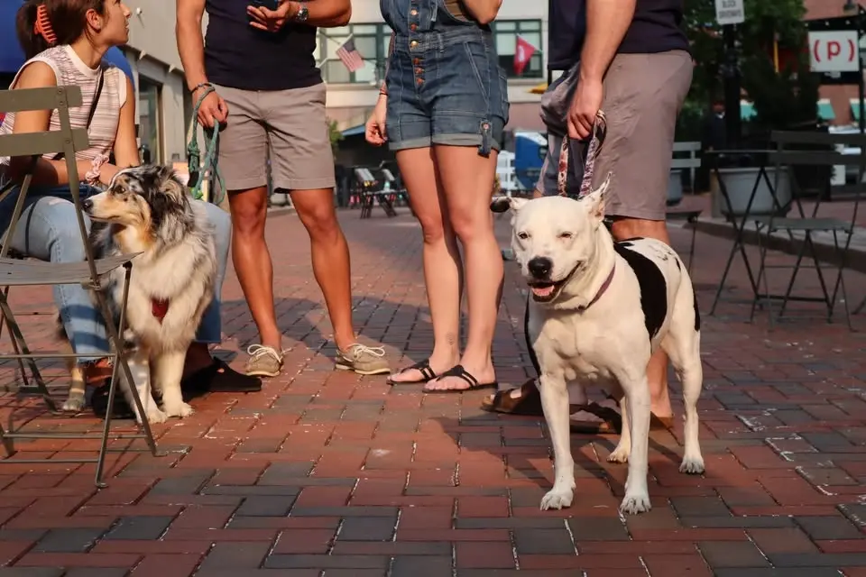 Pup Street 🐾 Beach Bark