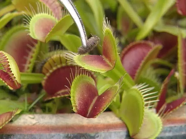 Kid's Class: Carnivorous Plants