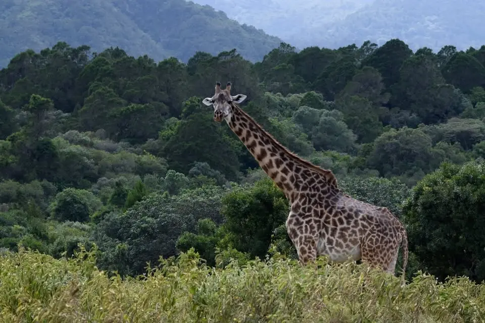 Arusha National Park Joining Safari