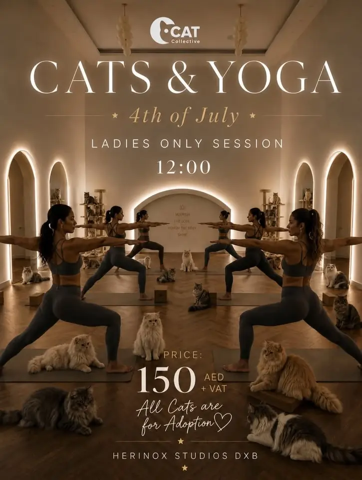 Cats & Yoga 🐈⬛ 🧘🏻♀️💕
