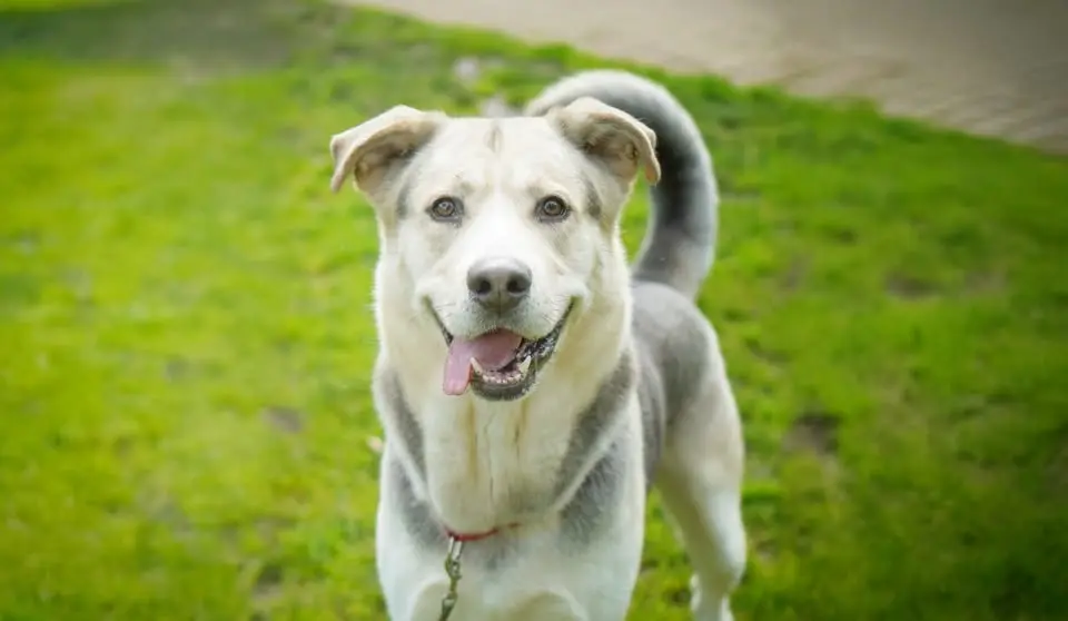 Summer Lecture Series - Pet Nutrition with Hill's Science Diet