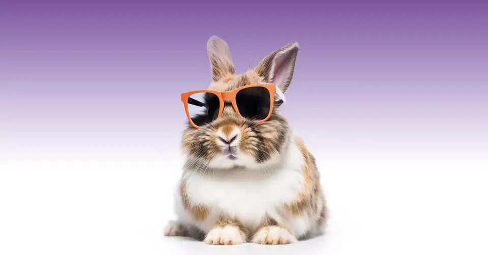 Chill Out With House Rabbits