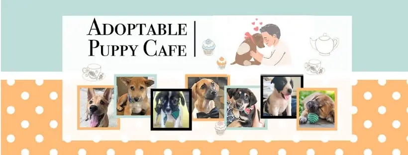 The Adoptable Puppy Cafe