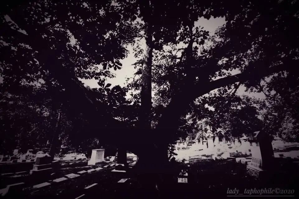  Strange and Unusual Tales in Woodland