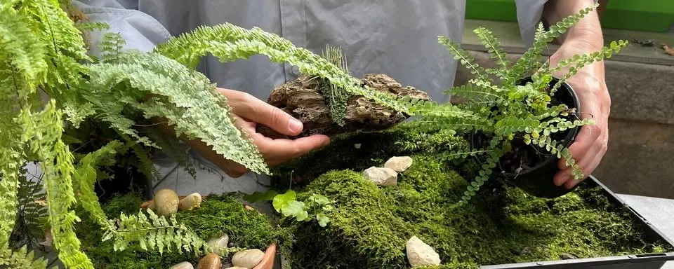 Miniature Moss Garden