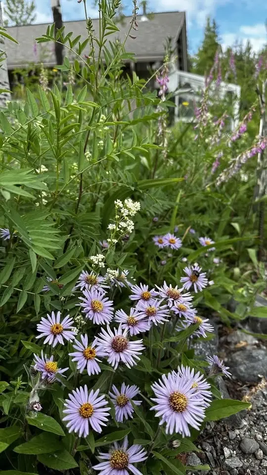 Alaska Wildflower Garden Work Party