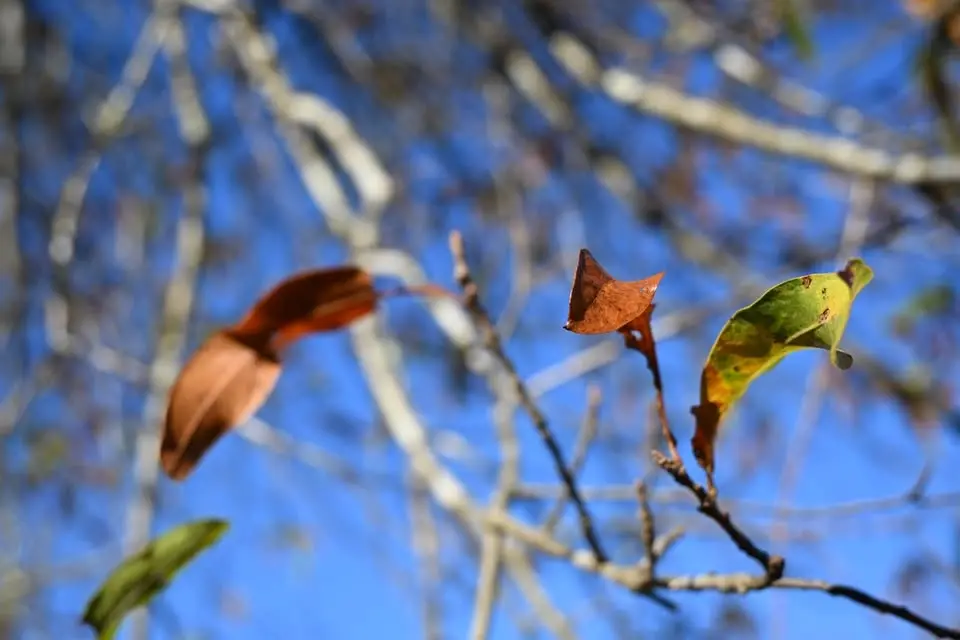 Meditation and Mindfulness
