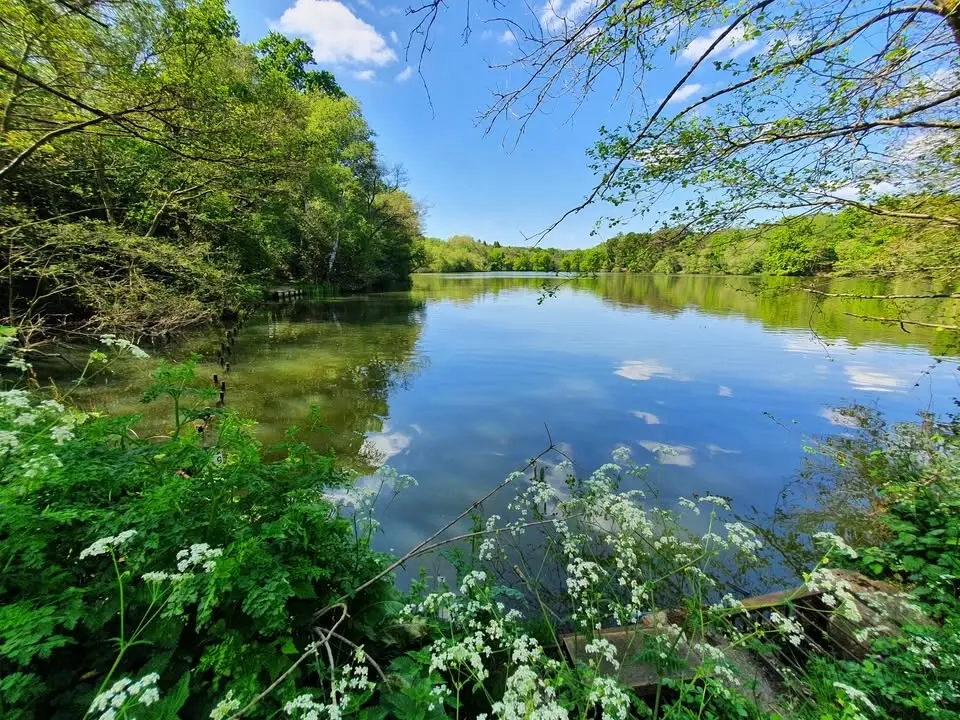 HIKE The Heathlands, Lakes and Woodlands of Surrey 25km