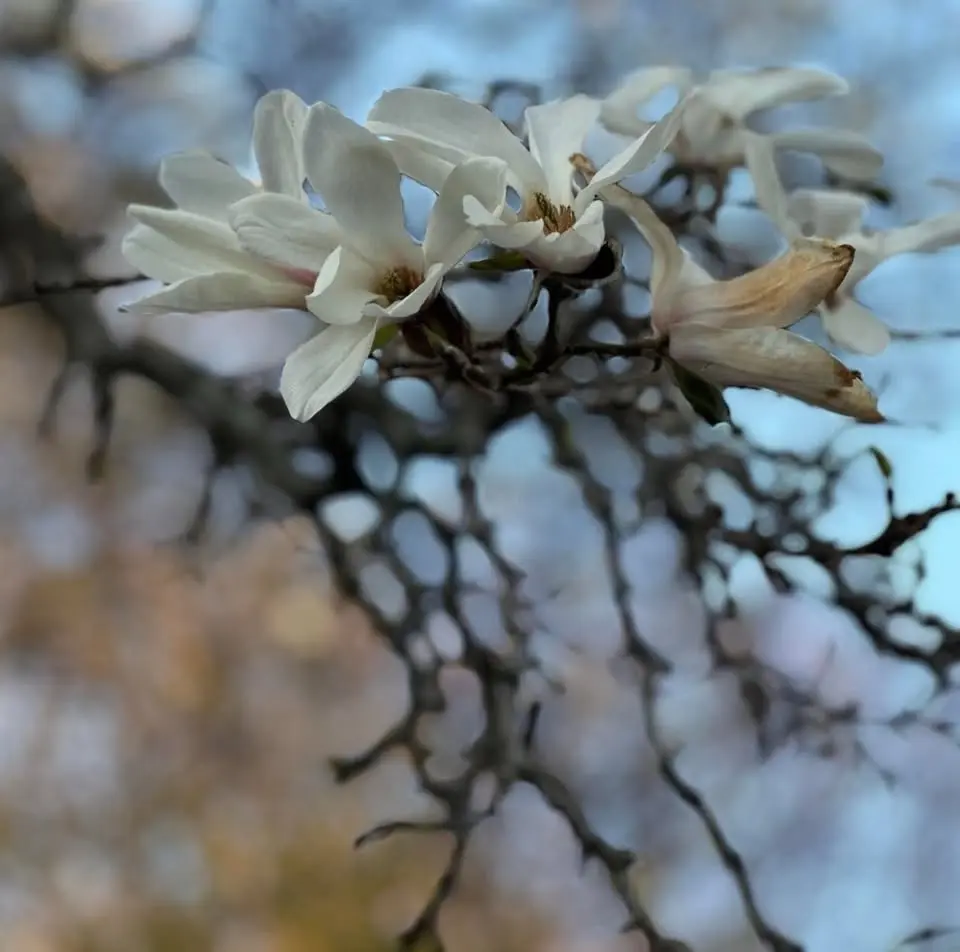 MAGNOLIAFESTEN