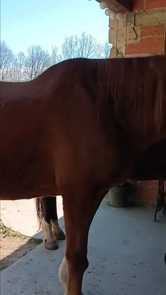 Come and experience Le Prosper's weekend Equine-Assisted Holistic Retreats.