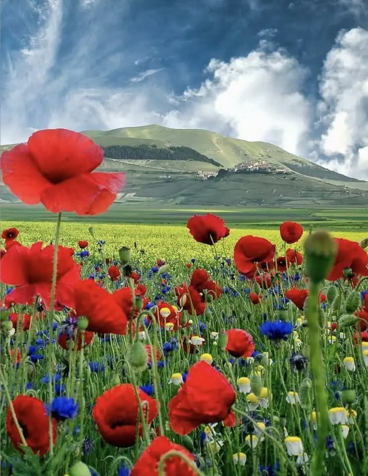 'Poppy Field' Sip & Paint
