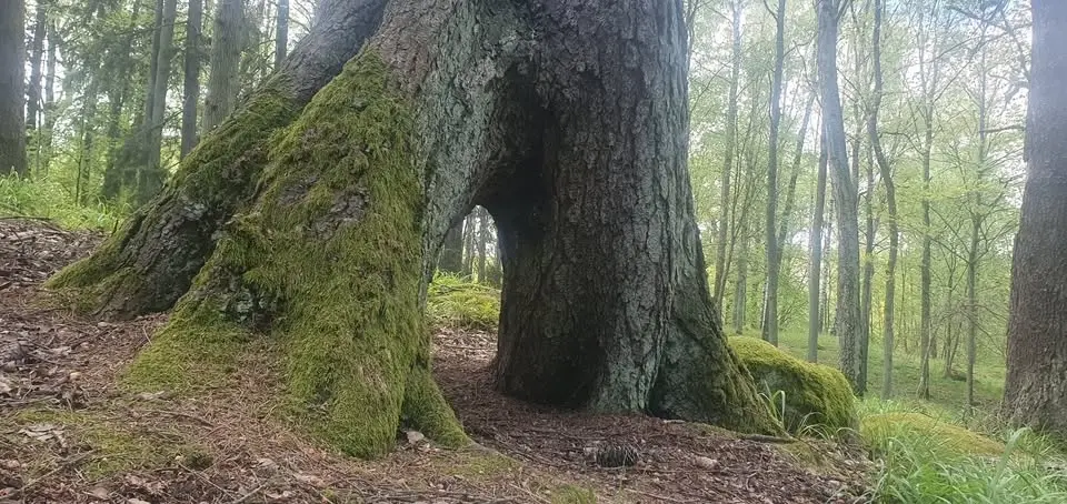 Gudinnan i landskapet