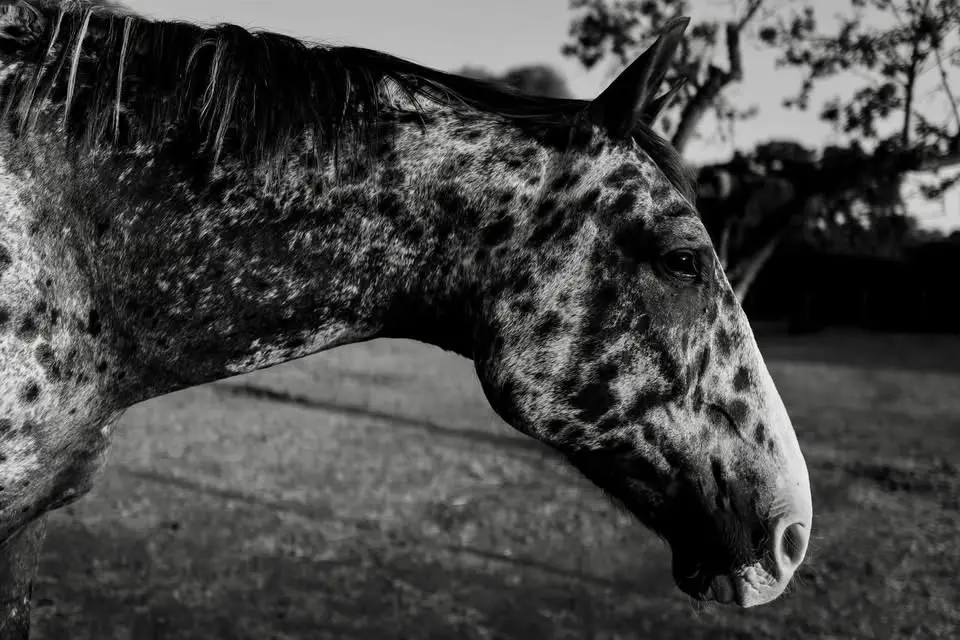 “El paraíso de Animales” - RF Rescue - an Exhibition ✨