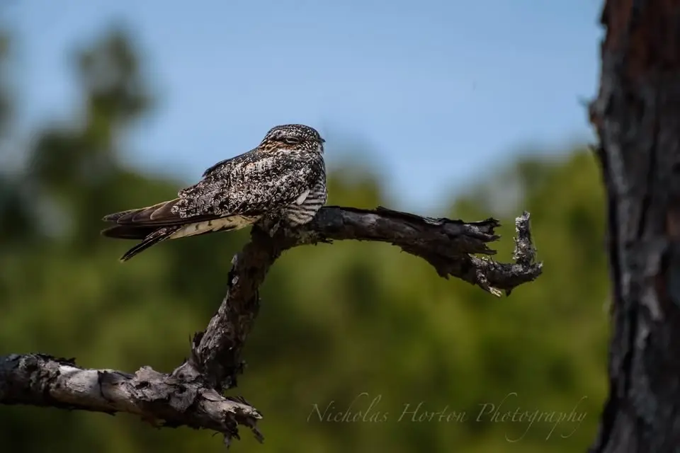 AAS Guided Bird Walk - Letchworth-Love Mounds Archaeological State Park