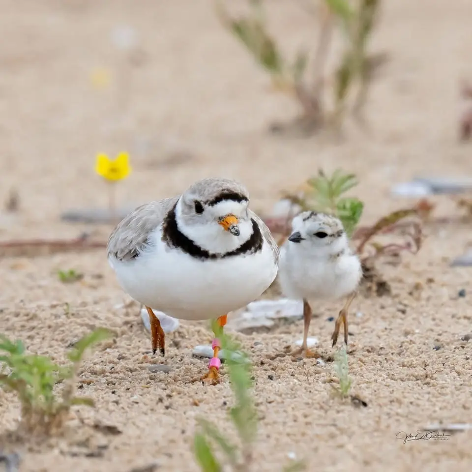 Great Lakes Piping Plover: An Endangered Shorebird Near You.