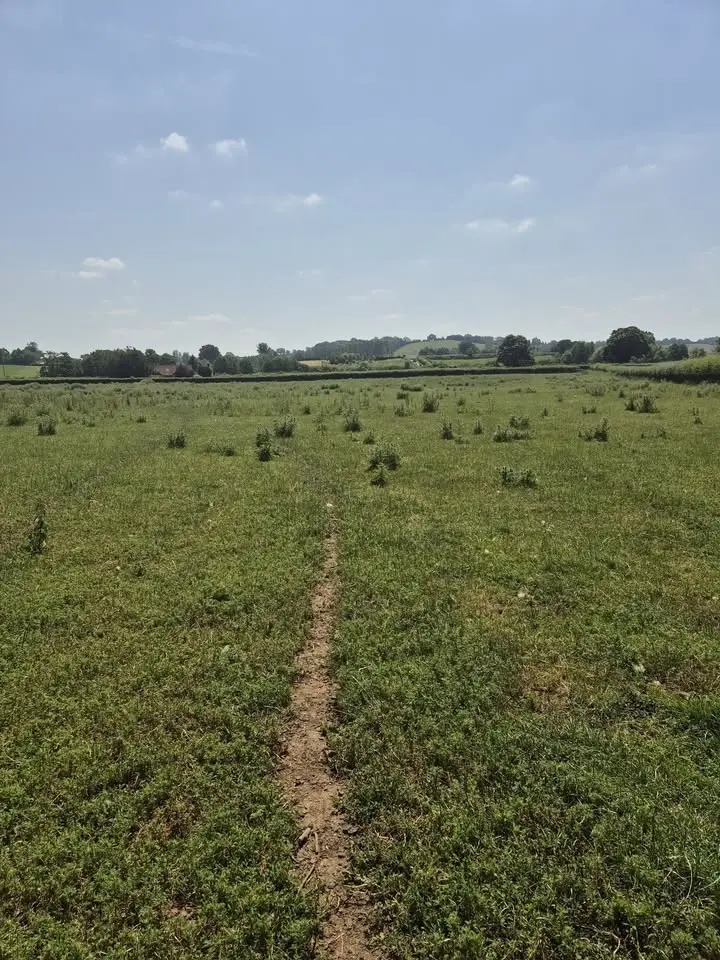 LITTLE HEREFORD DIG NEW LAND