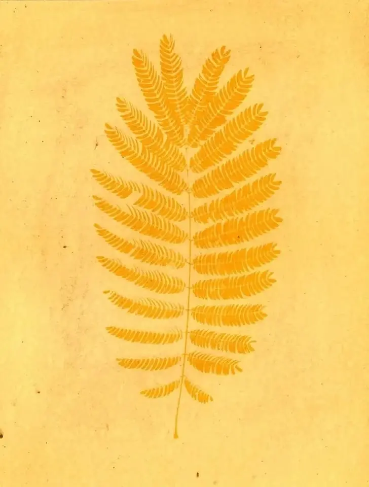 Anthotypes & Plant Prints Kids Class with Haley Prestifilippo