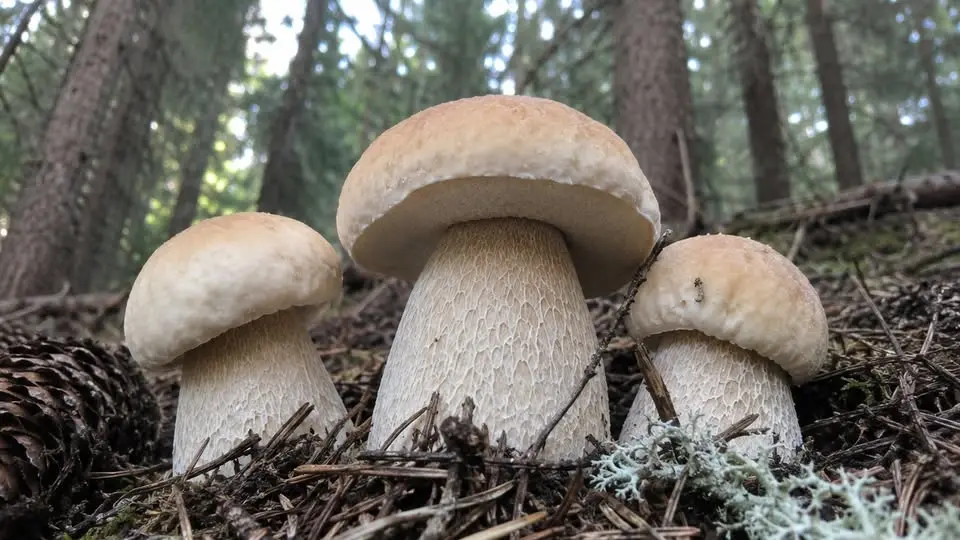 PINZOLO (TN) - Funghi: meraviglie della Natura