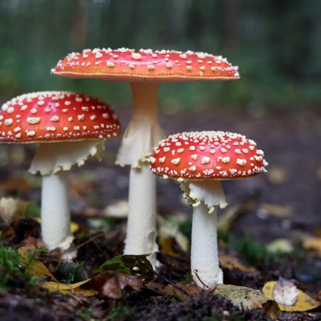 Book Club: The Mushroom at the End of the World