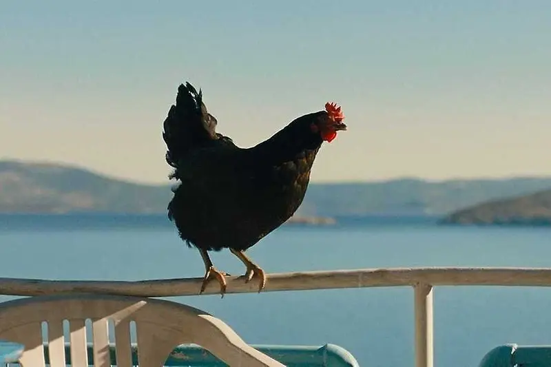 Hen