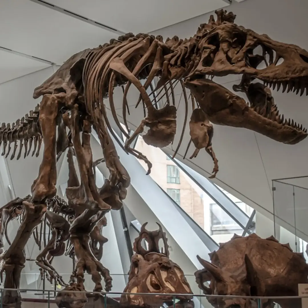 Natural History Museum