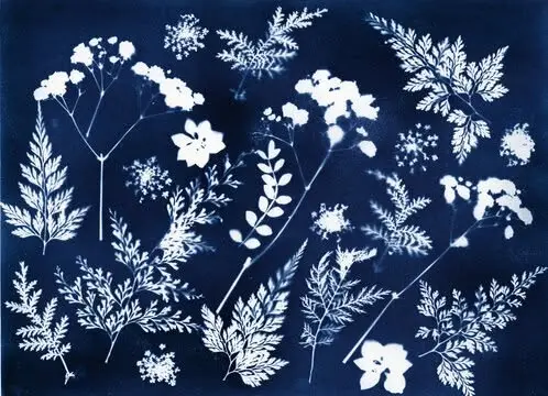 Beginners Cyanotype Class