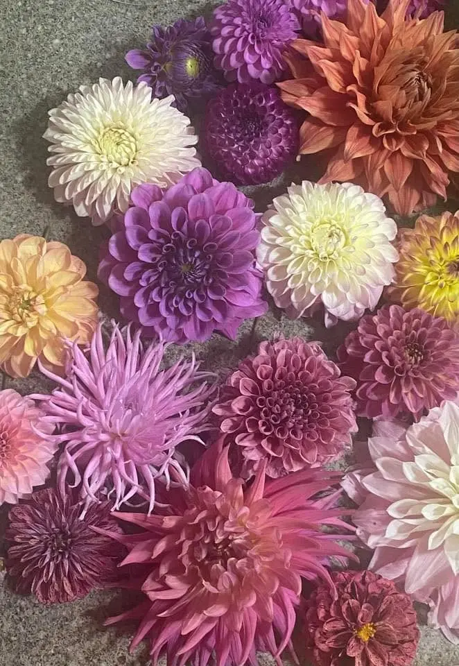 Dahlia dividing workshop