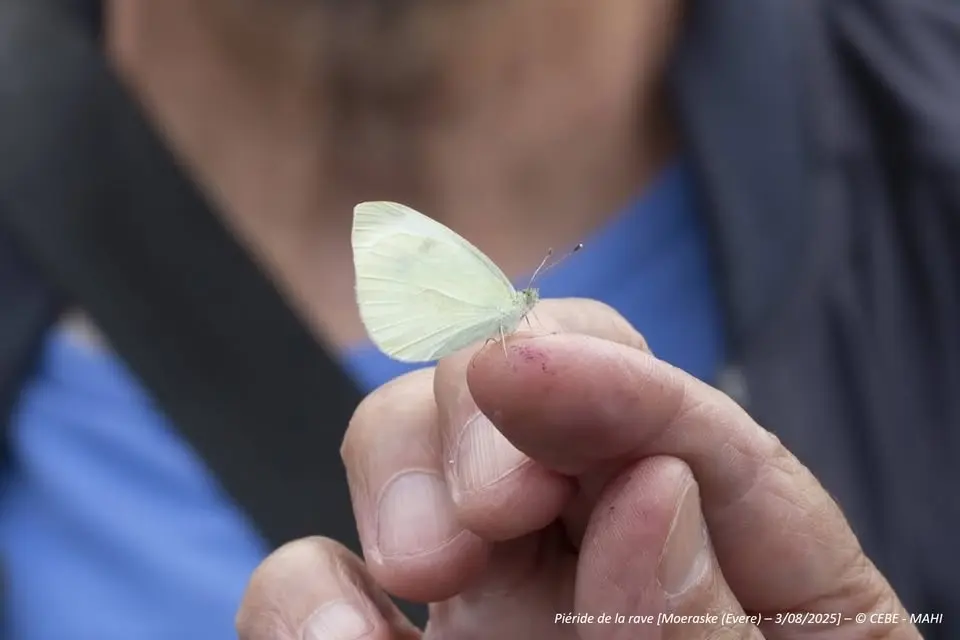 Moeraske : Visite guidée spéciale – Papillons et autres petites bêtes